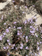 Caryophyllales