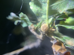 Disholcaspis eldoradensis