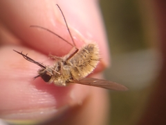 Bombyliinae