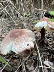 Leucoagaricus rubrotinctus