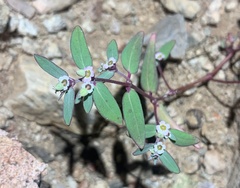 Euphorbia pediculifera