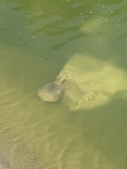 Apalone spinifera pallida