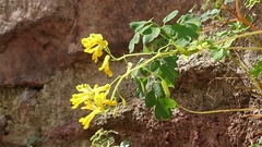Pseudofumaria lutea