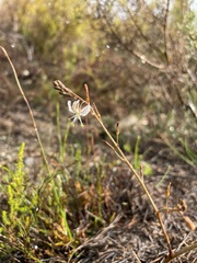 Trachyandra divaricata