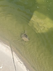 Apalone spinifera pallida