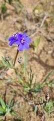 Aristea africana