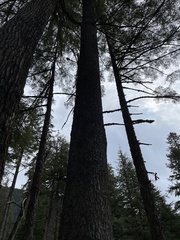 Picea sitchensis