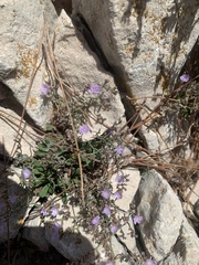 Caryophyllales