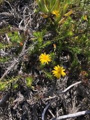 Osteospermum subulatum