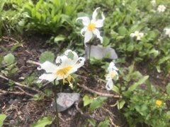 Erythronium montanum