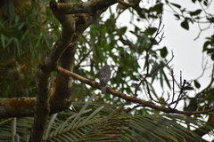 Accipiter badius
