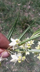 Gomphocarpus fruticosus