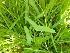 Decaloba