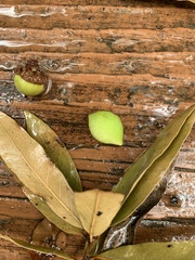 Amphibolips