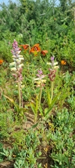 Lachenalia pallida