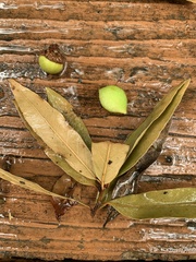 Amphibolips