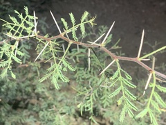 Vachellia constricta