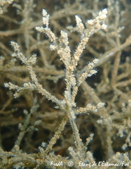 Amathia verticillata