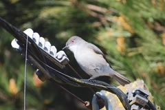 Pyrope pyrope fortis