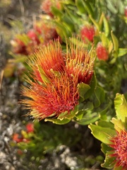 Leucospermum oleifolium
