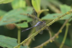 Cratilla lineata