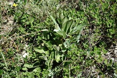 Viola ambigua