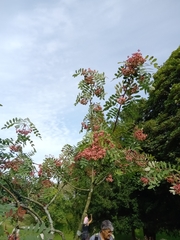 Sorbus glabriuscula