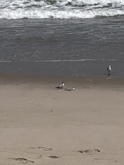 Sterna hirundo