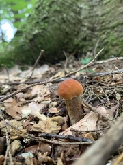 Leccinum aurantiacum