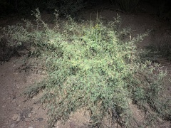 Vachellia constricta