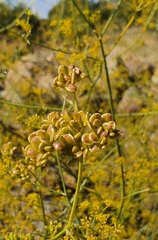 Peucedanum junceum
