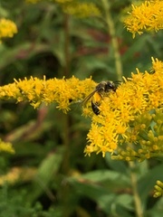 Colletes simulans armatus