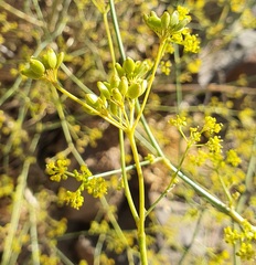 Peucedanum junceum