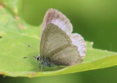 Celastrina