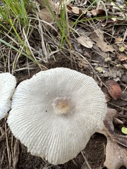 Lepiota cristata