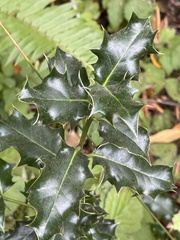 Ilex aquifolium