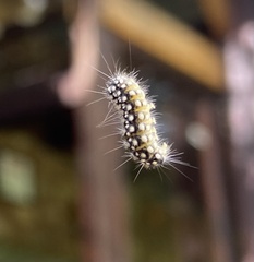 Zygaenoidea