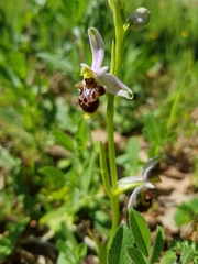 Ophrys scolopax