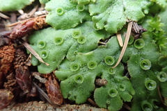 Marchantia polymorpha ruderalis