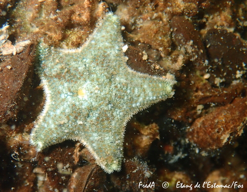 Cushion Star, photo 4 of 7