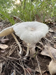 Lepiota cristata