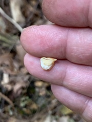 Leccinum aurantiacum
