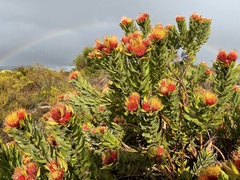 Leucospermum oleifolium