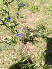 Echium vulgare