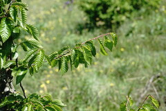 Carpinus orientalis