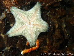 Asterina gibbosa