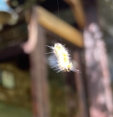 Zygaenoidea