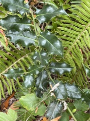 Ilex aquifolium