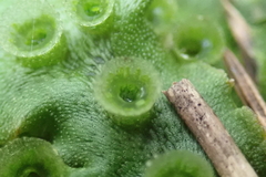 Marchantia polymorpha ruderalis