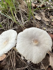 Lepiota cristata